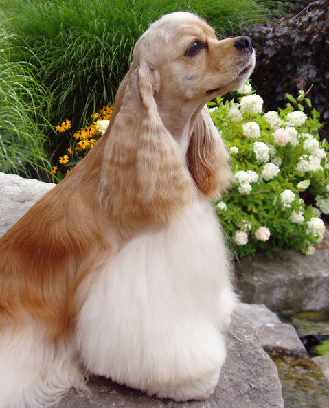 cocker spaniels for sale cocker spaniels for sale