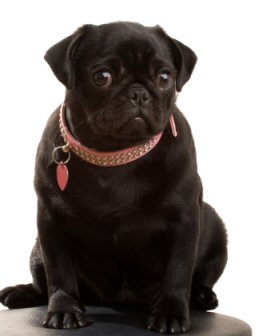 non shedding pug pugs non shedding pug pugs