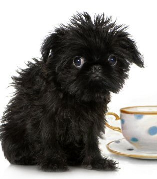 teacup dog puppies dogs breeds griffon brussels breed puppy pomeranian background micro breeders list realize insist learning hard things worth