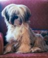 Rosie, Tibetan Terrier by Lamerie Rosie, Tibetan Terrier