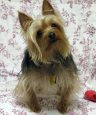 Chance, Silky Terrier