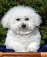 bichon frise