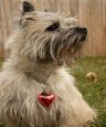 Cairn Terrier