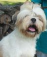 Lhasa Apso