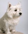 Westie, West Highland Terrier
