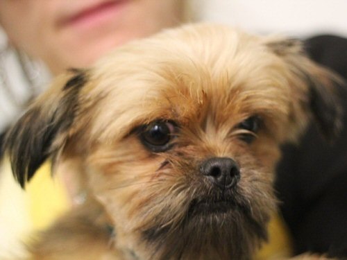 brussels griffon, dog