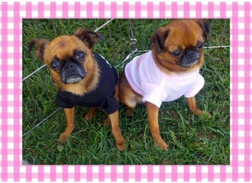 brussels griffon, dog