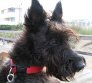 Scottish Terrier