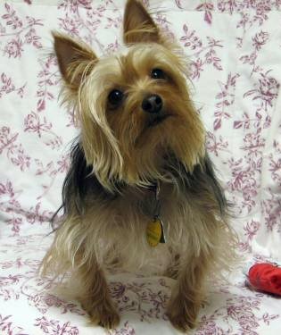 Chance, Silky Terrier