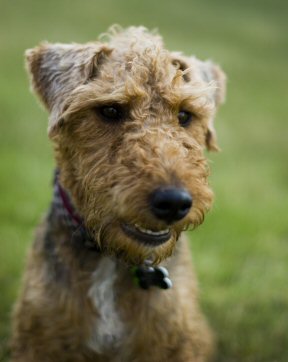 Welsh Terrier, Our Thanks to Schlüsselbein2007's aka John McStravick Welsh Terrier