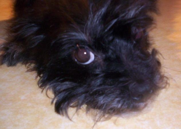 affenpinscher yorkie mix affenpinscher yorkie picture and images affenpinscher yorkie mix affenpinscher yorkie picture and images