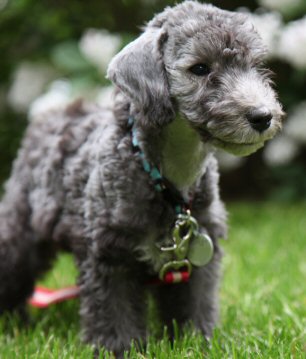 Small Gray Dog