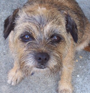 border terrier Photo by: John Bennett border terrier