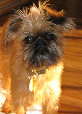 Brussels Griffon Puppies on Brussels Griffon Pictures