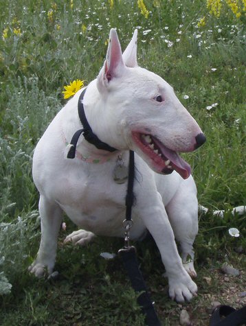 Miniature Bull Terrier