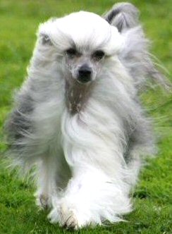 Chinese Crested