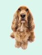 Cocker Spaniel