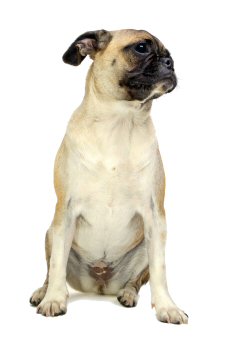 Pug