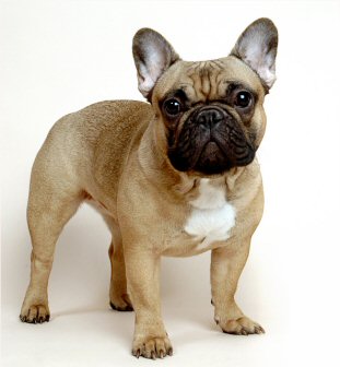http://www.small-breed-dogs.com/images/french_bulldog.jpg