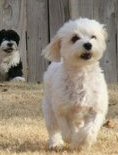 Havanese