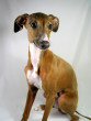 Italian Greyhound