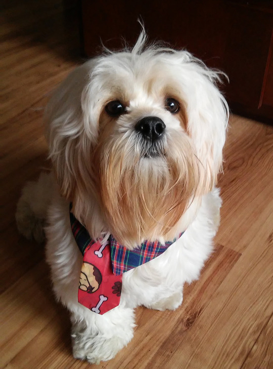 Small Non Shedding Dogs For Adoption Small Non Shedding Dogs For Adoption