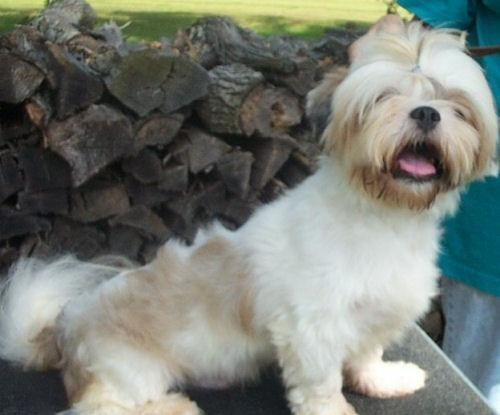 apso lhasa dog. lhasa apso, adoptable, puppy