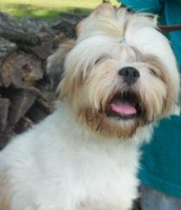 Lhasa Apso