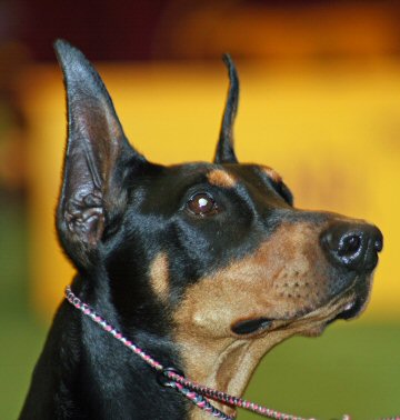 Manchester Terrier, Photo by: Kjunstorm Manchester Terrier