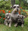 Miniature Schnauzers