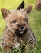 Norwich Terrier, puppy