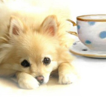 Teacup Puppies on Teacup Pomeranian  Teacup Puppies  Teacup Pomeranian Puppy