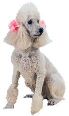 Miniature Poodles