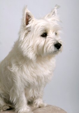 Small Terrier Breeds on Medium Sized Dog From The Terrier Family Of Breeds They Don T Lose