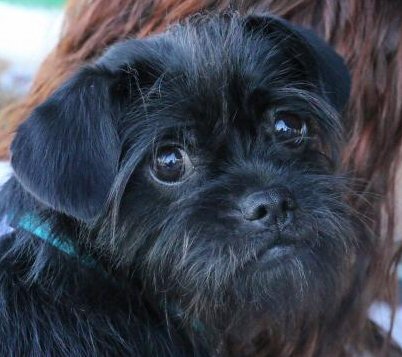 Affenpinscher Breed Information - Pictures and Puppies