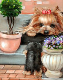 Yorkshire Terrier, Yorkie puppy, steps, help me up