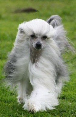 chinese crested powderpuff dog running in the wind show circle prance