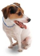 Jack Russell Terrier