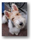 fox terrier
