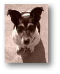 fox terrier