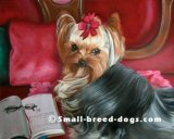 Yorkie, dog commission, painting, art note cards, Victorian Sofa