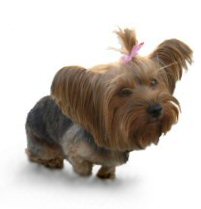 Yorkshire Terrier, Yorkie, Muffin