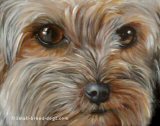 the sweet face Yorkie face, Yorkie eyes, note cards, fine art prints, Yorkshire Terrier paintings
