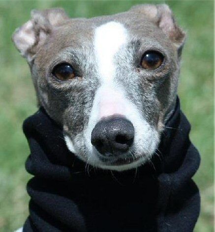 Italian Greyhound