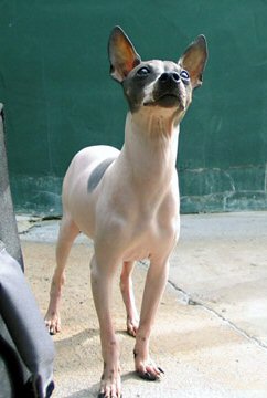 American hairless terrier mix 2025