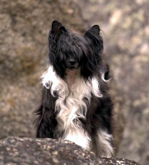 black and white chinese crested powderpuff dog