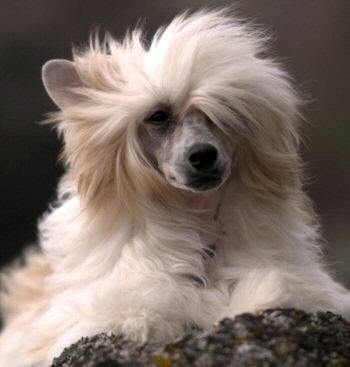 gorgeous powderpuff chinese crested