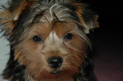 Holly, Yorkshire Terrier Holly, Yorkshire Terrier