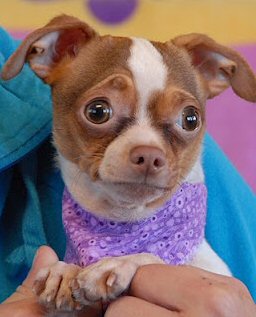 tiny chihuahua with adorable expression tiny chihuahua with adorable expression