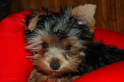 Abby, Yorkshire Terrier, puppy Abby, Yorkshire Terrier, puppy